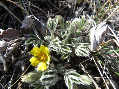 Potentilla concinna, photographed by dghjertaas