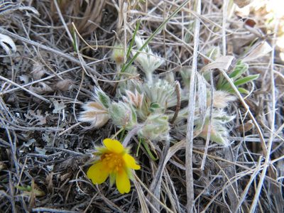 Potentilla concinna, photographed by dghjertaas
