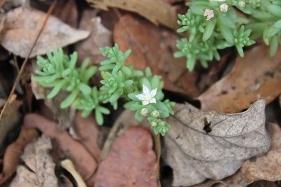 Sedum potosinum, photographed by Francisco Martínez González