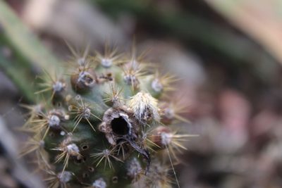 Selenicereus spinulosus, photographed by Francisco Martínez González