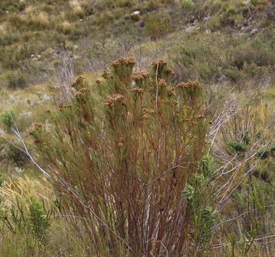 Berzelia arachnoidea, photographed by Tony Rebelo