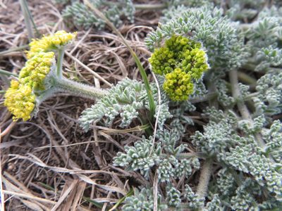 Lomatium foeniculaceum, photographed by dghjertaas