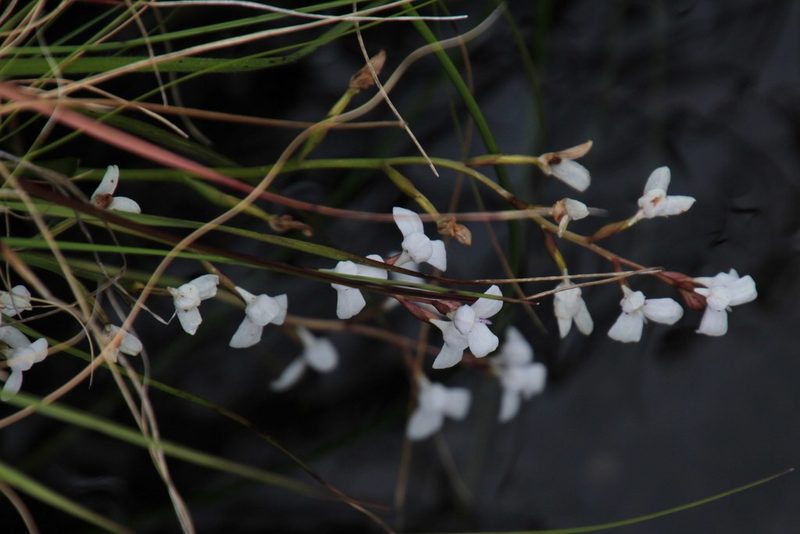 Disa caulescens, photographed by Tony Rebelo