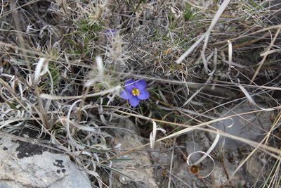 Giliastrum acerosum, photographed by Francisco Martínez González
