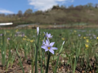 Sisyrinchium campestre, photographed by Ethan Rose