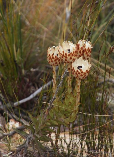 Syncarpha variegata, photographed by Tony Rebelo