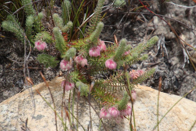 Erica involucrata, photographed by Tony Rebelo