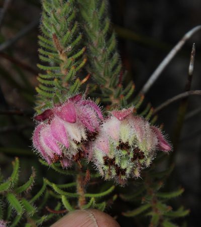 Erica involucrata, photographed by Tony Rebelo