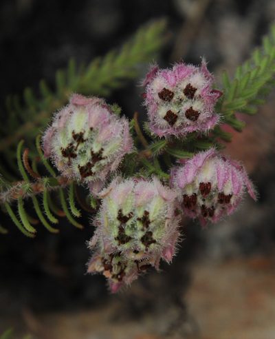 Erica involucrata, photographed by Tony Rebelo