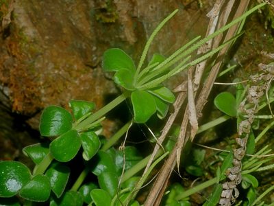 Peperomia japonica, photographed by Jacy Chen