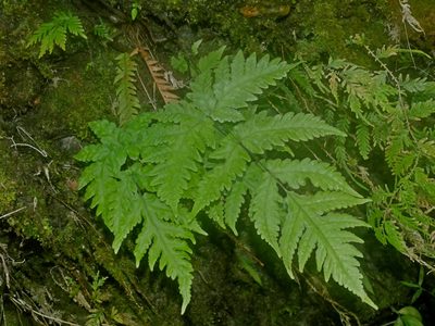 Tectaria coadunata, photographed by Jacy Chen