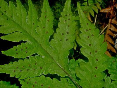Tectaria coadunata, photographed by Jacy Chen
