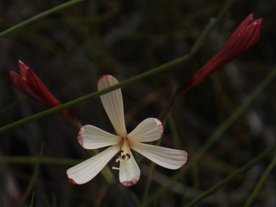 Geissorhiza confusa, photographed by Tony Rebelo