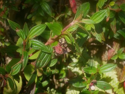Melastoma scaberrimum, photographed by Jacy Chen