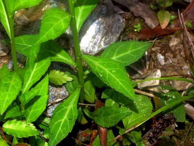 Veronicastrum loshanense, photographed by Jacy Chen