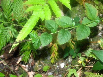 Veronicastrum loshanense, photographed by Jacy Chen