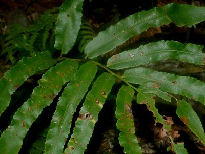 Dryopteris enneaphylla, photographed by Jacy Chen