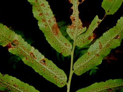 Dryopteris enneaphylla, photographed by Jacy Chen