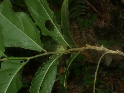 Casearia glomerata, photographed by Jacy Chen