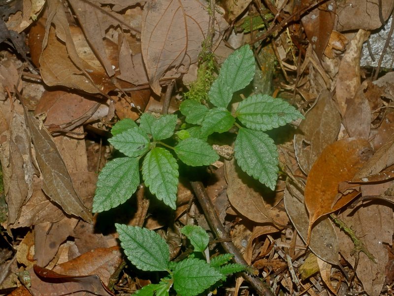 Chamabainia cuspidata, photographed by Jacy Chen