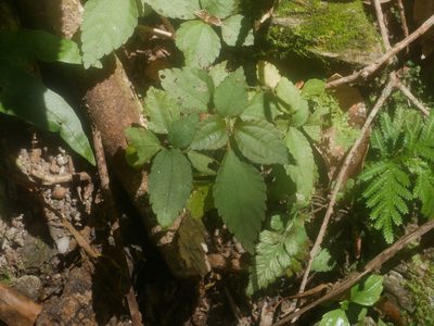 Chamabainia cuspidata, photographed by Jacy Chen