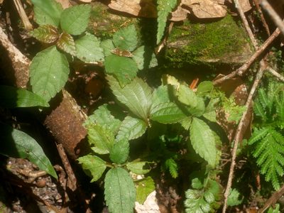 Chamabainia cuspidata, photographed by Jacy Chen