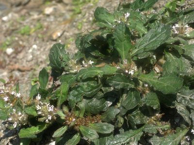 Ajuga taiwanensis, photographed by Jacy Chen