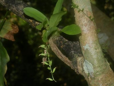 Liparis elliptica, photographed by Jacy Chen