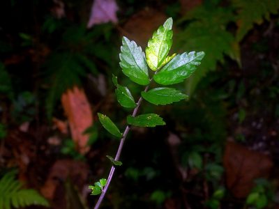 Elatostema microcephalanthum, photographed by Jacy Chen