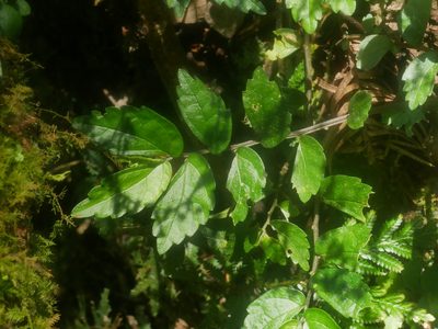 Elatostema microcephalanthum, photographed by Jacy Chen