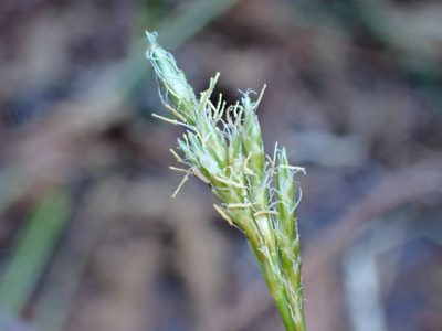 Carex leptopoda, photographed by Trevor Van Loon