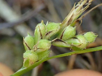 Carex globosa, photographed by Trevor Van Loon