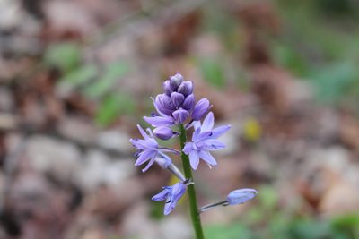 Scilla lilio-hyacinthus, photographed by Bastien Alegot