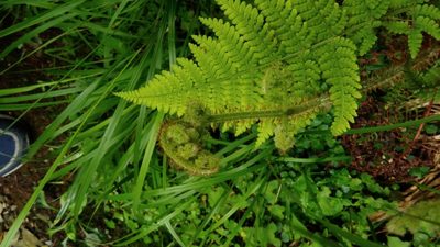 Dryopteris peranema, photographed by koala0090
