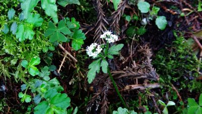 Sanicula orthacantha, photographed by koala0090