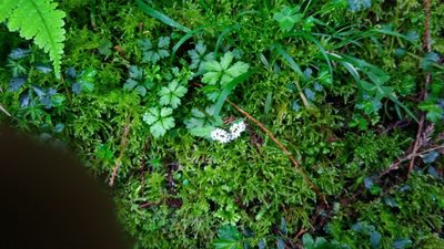 Sanicula orthacantha, photographed by koala0090