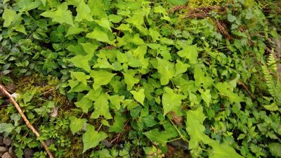 Polygonum biconvexum, photographed by koala0090