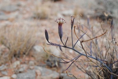 Porophyllum gracile, photographed by Ciara Hall