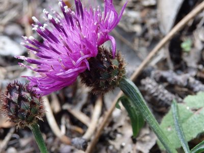 Centaurea limbata, photographed by Carminda Santos