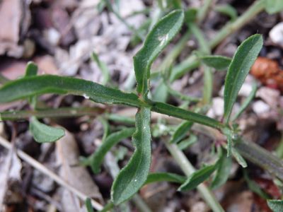 Centaurea limbata, photographed by Carminda Santos