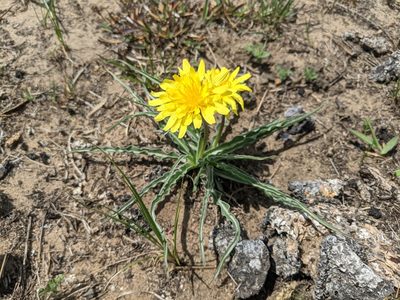 Nothocalais cuspidata, photographed by Ethan Rose