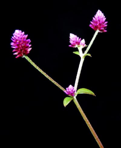 Alternanthera porrigens, photographed by Manuel Roncal