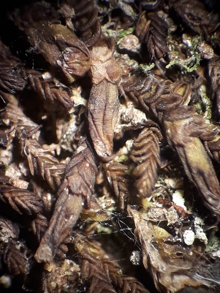 Syzygiella nigrescens, photographed by Leon Perrie