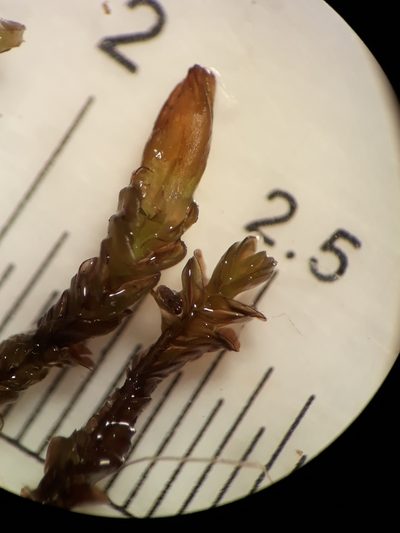 Syzygiella nigrescens, photographed by Leon Perrie