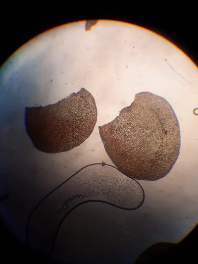 Syzygiella nigrescens, photographed by Leon Perrie