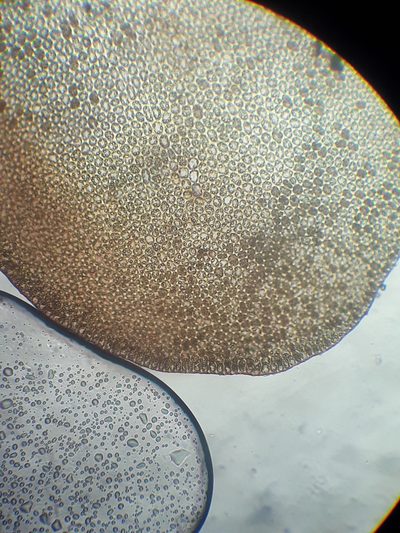 Syzygiella nigrescens, photographed by Leon Perrie