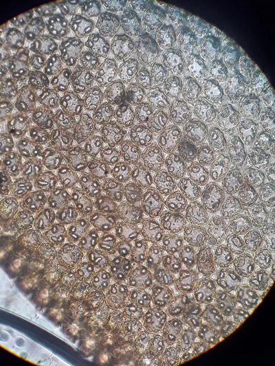 Syzygiella nigrescens, photographed by Leon Perrie