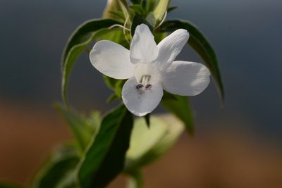 Barleria sepalosa, photographed by S.MORE