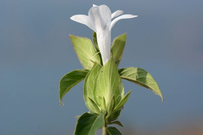 Barleria sepalosa, photographed by S.MORE