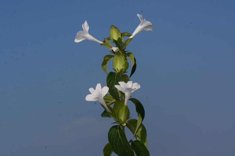 Barleria sepalosa, photographed by S.MORE